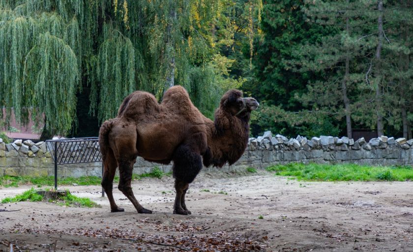 Zoo Kraków baktrian