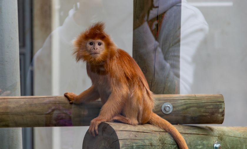 Zoo Kraków małpa