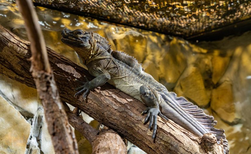 Zoo Kraków jaszczurka