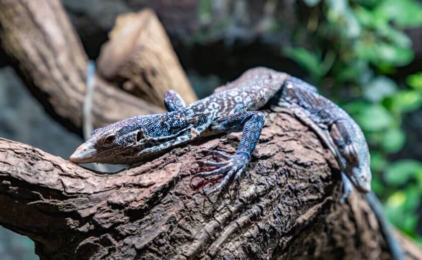 Zoo Kraków jaszczurki