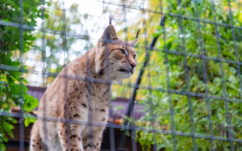 Zoo Kraków ryś