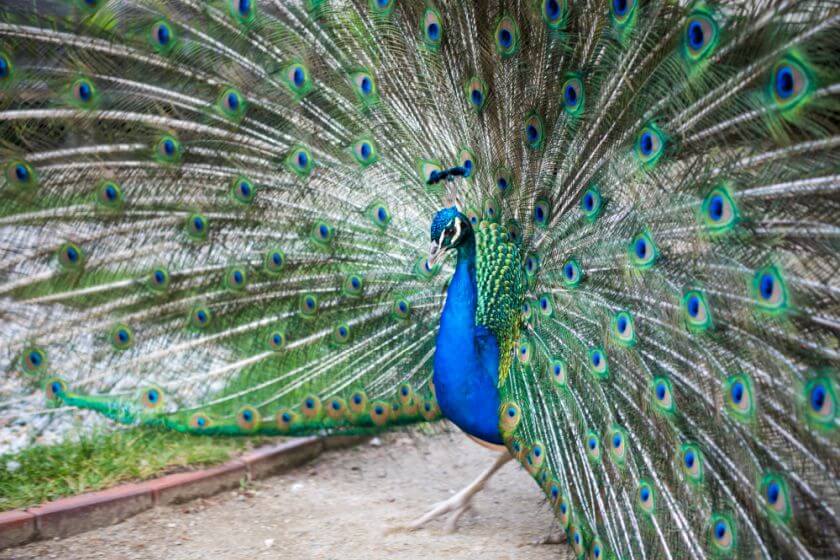 Zoo Praga paw