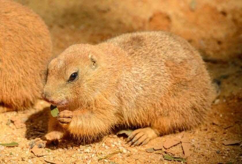 Zoo Praga piesek preriowy