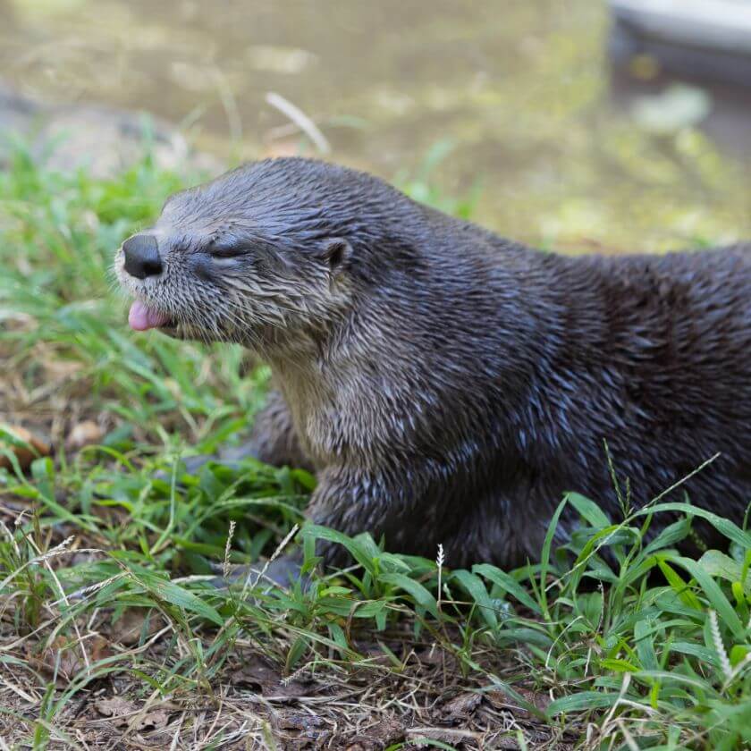 Zoo Praga wydra