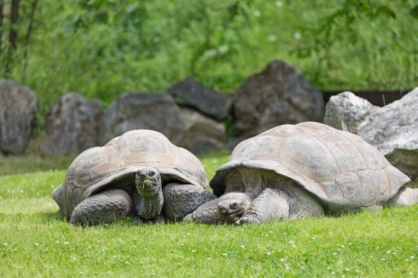 Zoo Praga żółwie