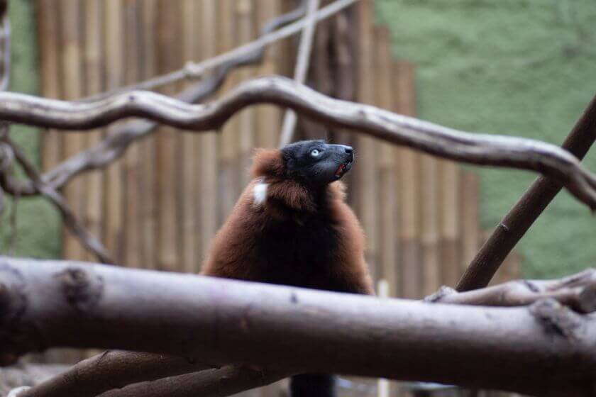 Zoo Wrocław dzikie zwierzęta