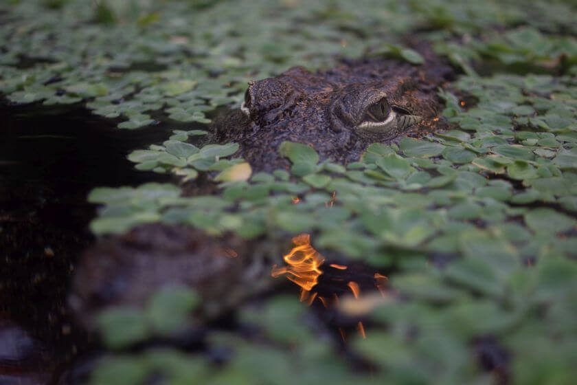 Zoo Wrocław krokodyl