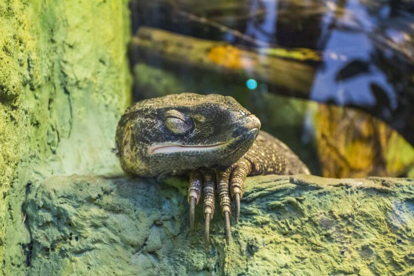 Zoo Wrocław waran