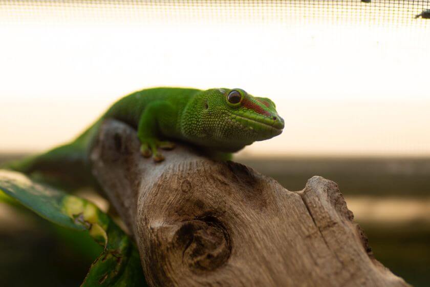 Zoo Wrocław zwierzęta