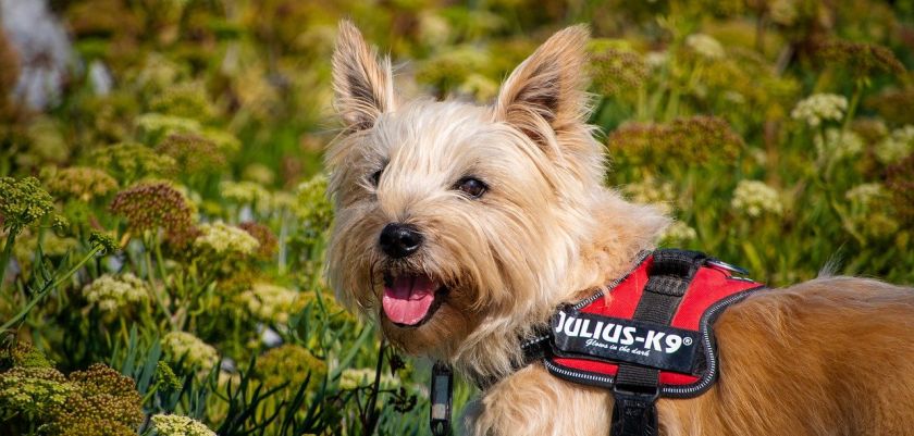 cairn terrier na spacerze w szelkach