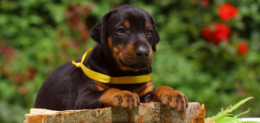 Doberman szczeniak