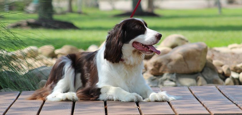 springer spaniel angielski leży na tarasie