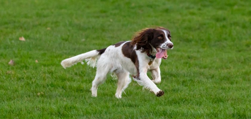 springer spaniel angielski biegnie po trawie