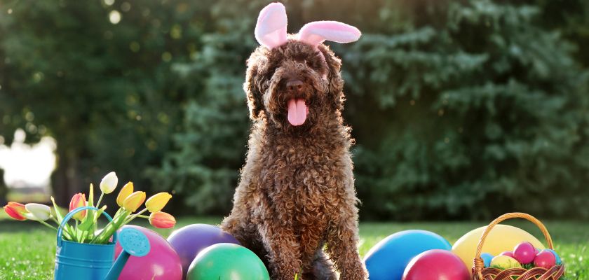 Lagotto romagnolo w wielkanocnej aranżacji