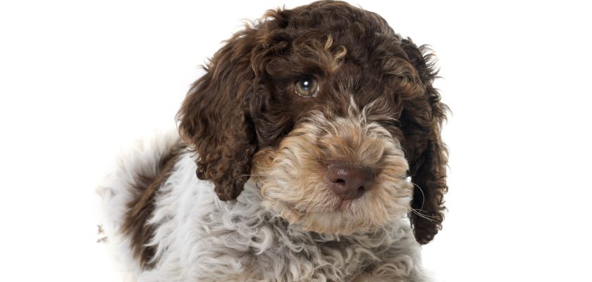 lagotto romagnolo szczeniak