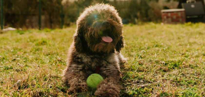 Lagotto romagnolo leży z piłką na trawie