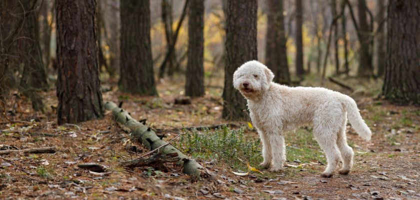 Lagotto romagnolo w lesie