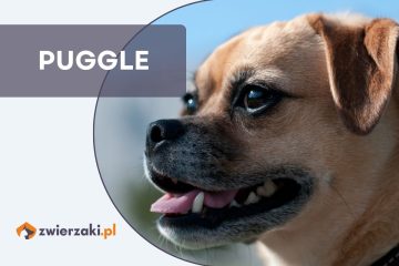 puggle