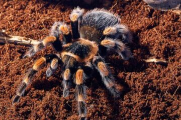 brachypelma