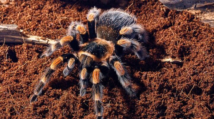 brachypelma