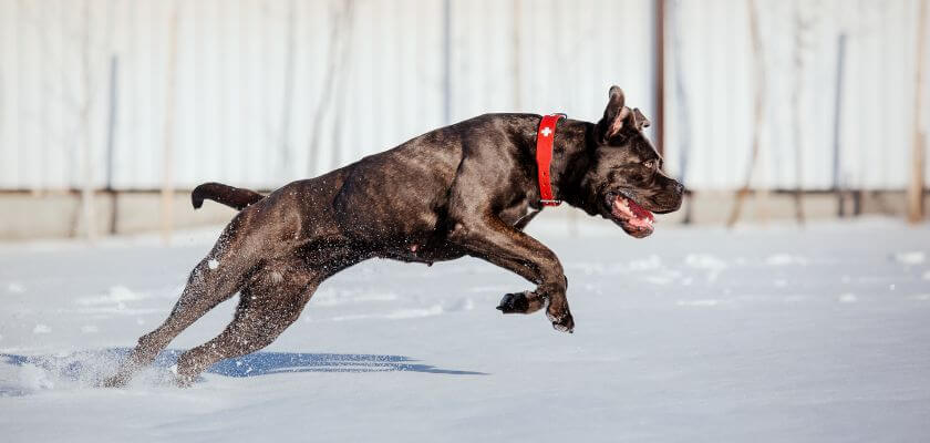 cane corso biegnie