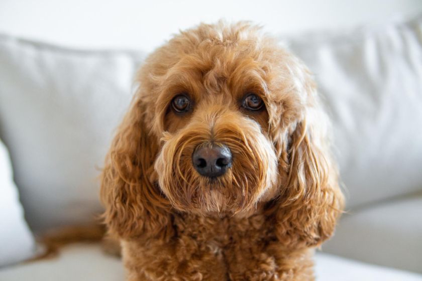 Cavapoo na kanapie