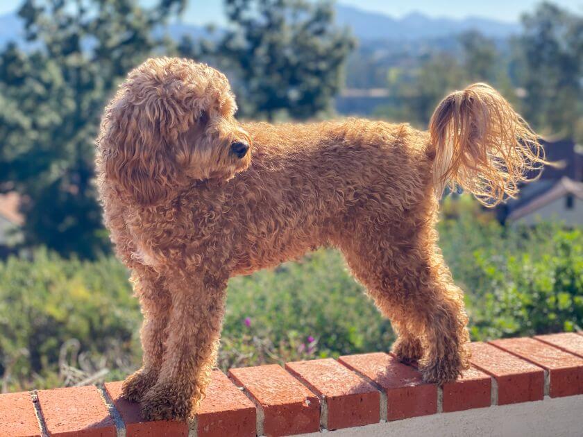 Cavapoo stoi bokiem