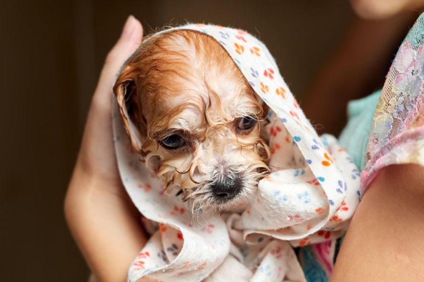 maltipoo pielęgnacja