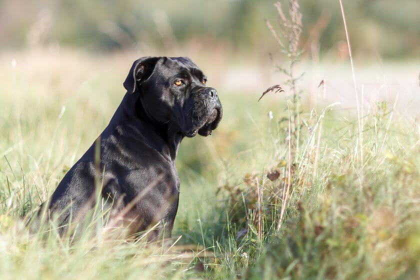 Pies cane corso w trawie