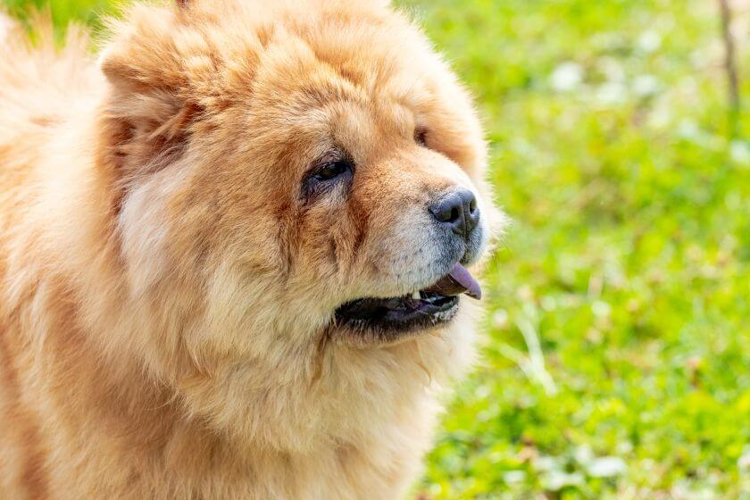 chow chow na trawie