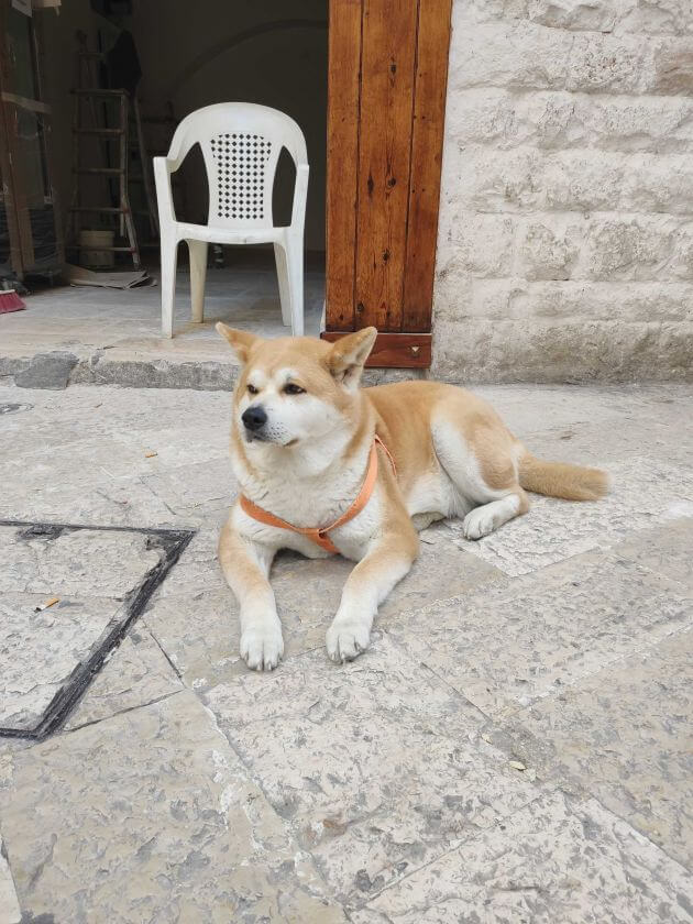 akita inu na ulicy