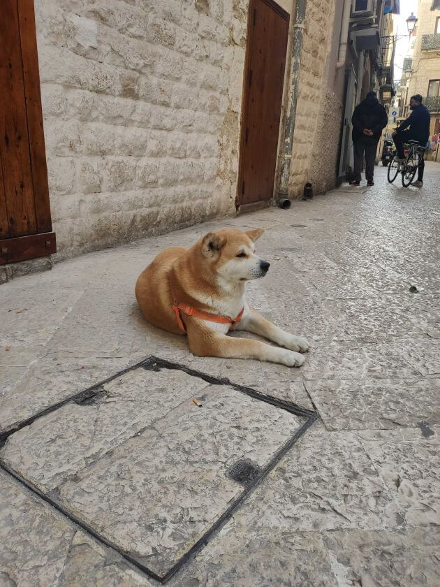 akita inu leży w uliczce