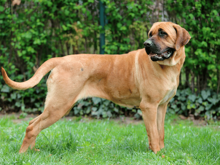 bandog stoi na trawie bokiem