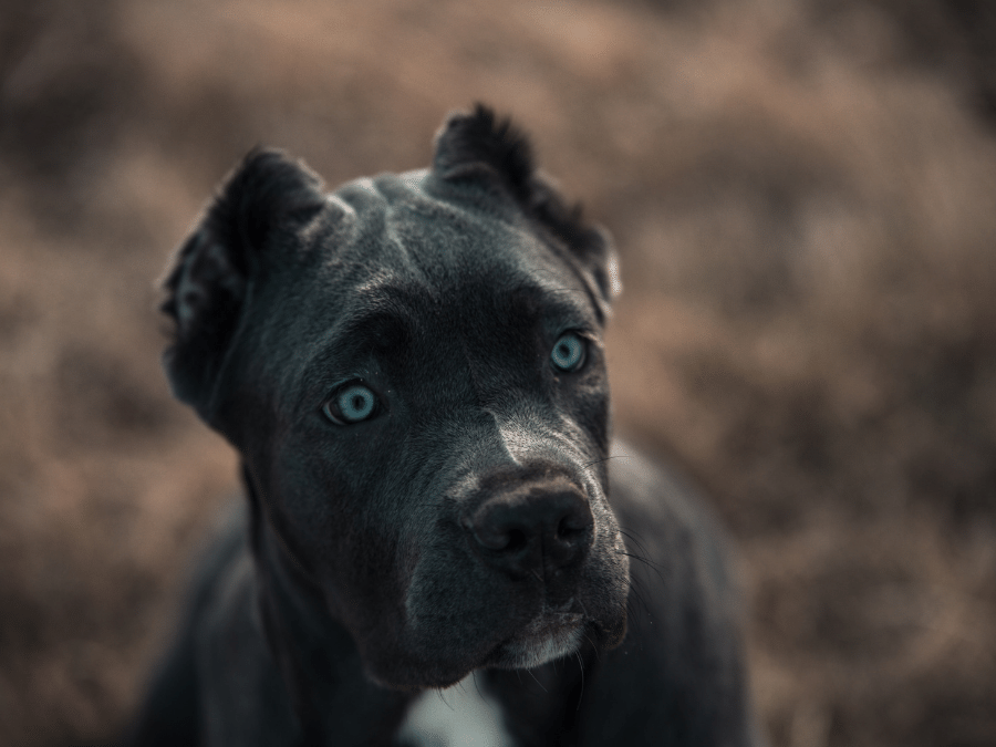 bandog szczeniak