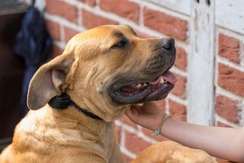 Boerboel głaskany przez właściciela