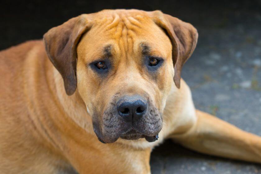 Boerboel patrzy na wprost