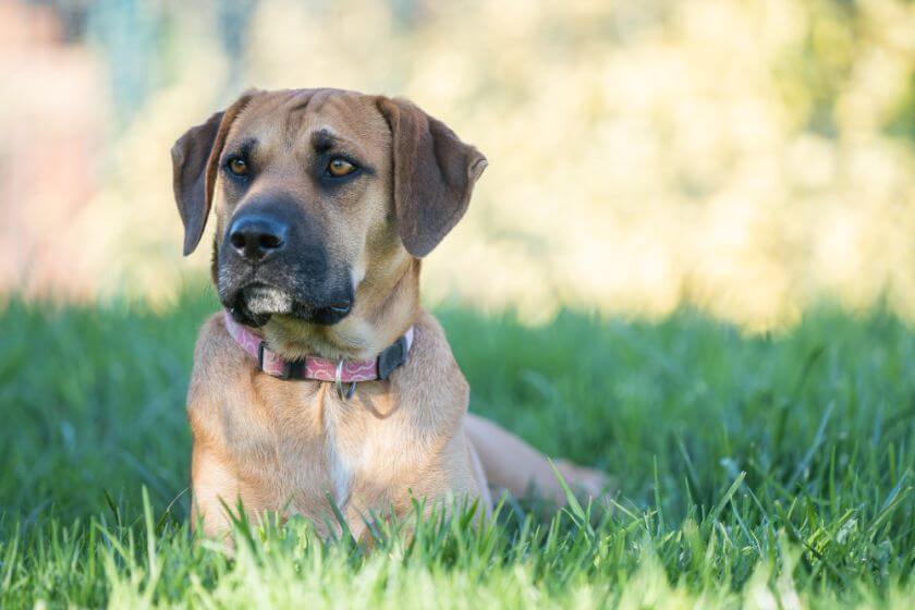 Boerboel patrzy przed siebie