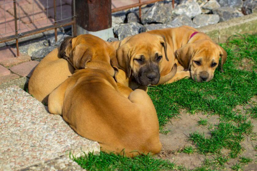 Boerboel szczeniaki