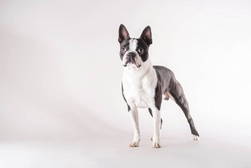 Boston terrier