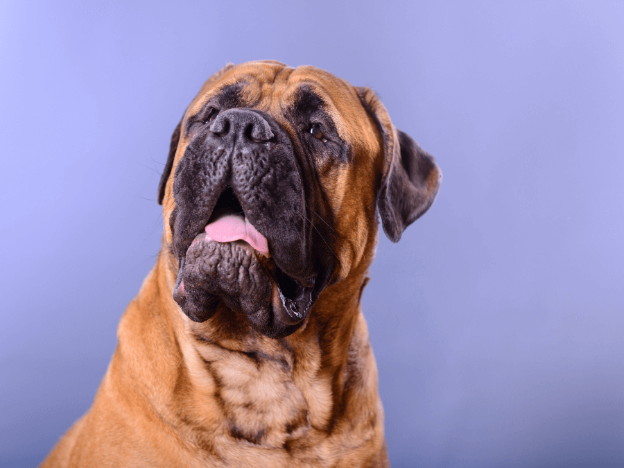 bullmastiff na niebieskim tle