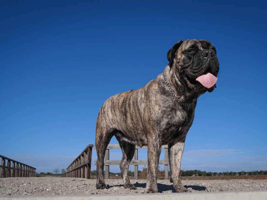 bullmastiff pręgowany na tle nieba