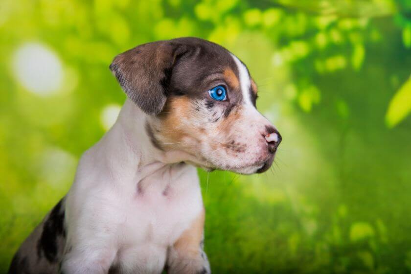 Catahoula leopard dog szczeniak z niebieskimi oczami