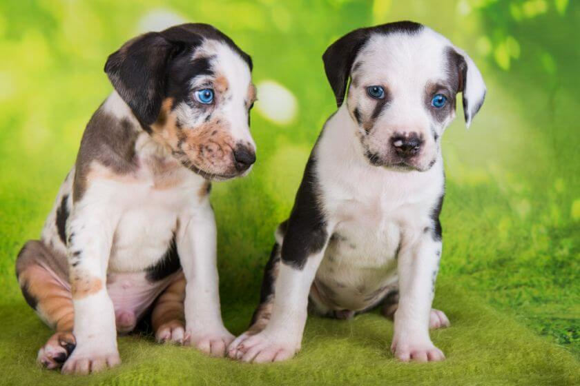 Catahoula leopard dog szczeniaki dwa siedzą