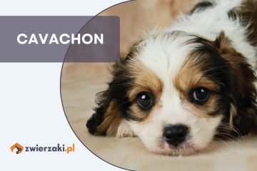 cavachon