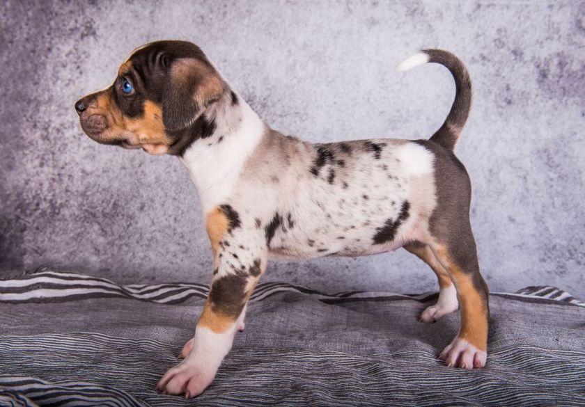 Catahoula leopard dog szczeniak stoi