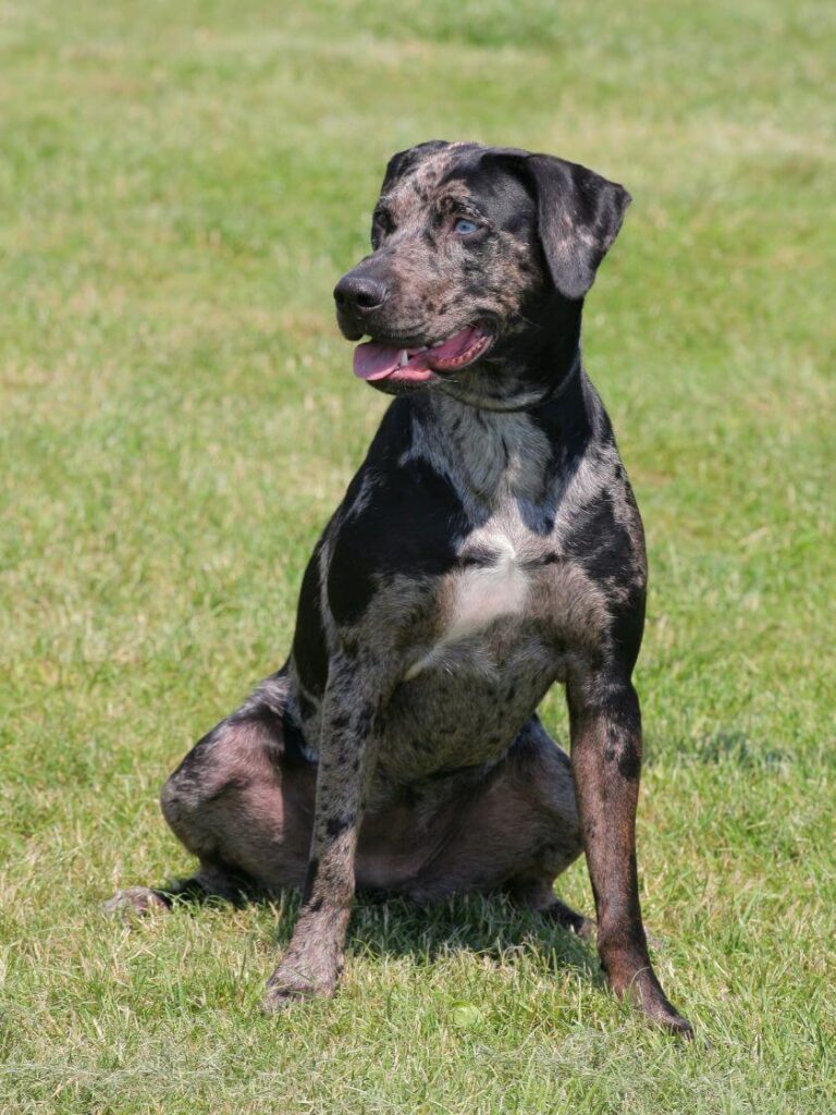 Catahoula leopard dog siedzi na trawie