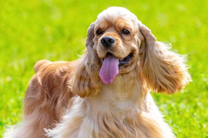 Cocker spaniel amerykański