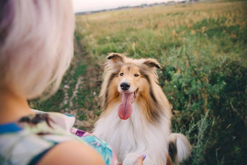 Collie na spacerze