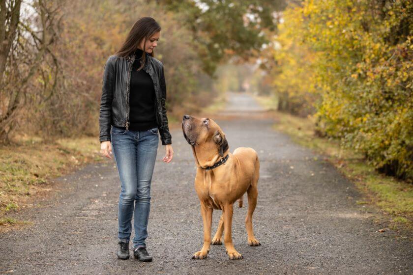 Fila brasileiro na spacerze z kobietą