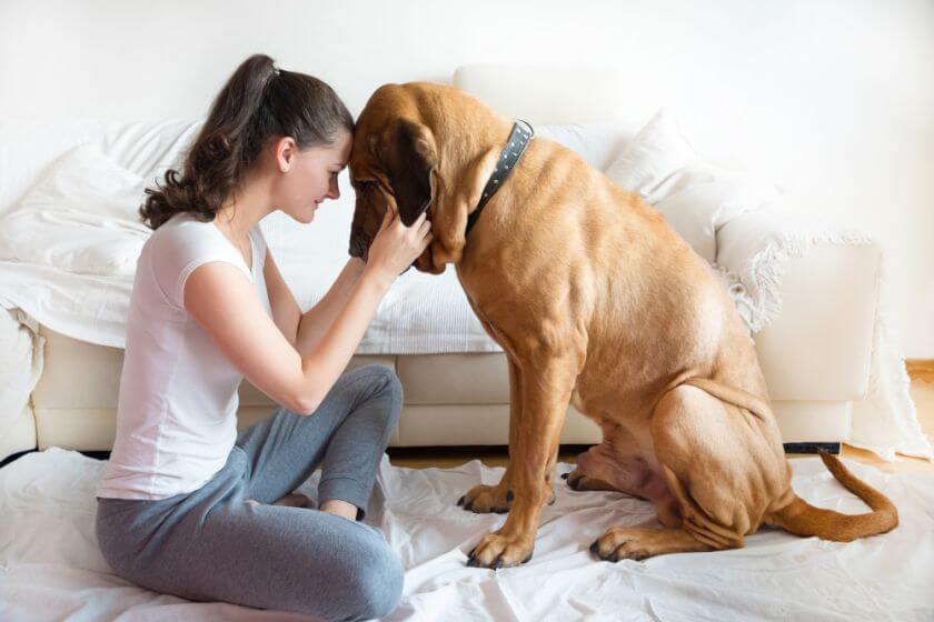 Fila brasileiro siedzi z kobietą